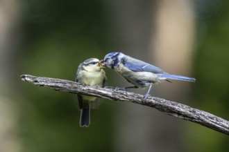 Blue tits (Parus caerulea), feeding young animals, Emsland, Lower Saxony, Germany, Europe