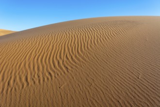 A sandy desert with a blue sky in the background. The sand is ribbed and has a slight slope.