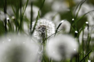 Dandelions, meadow in spring, Germany, Europe