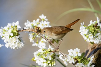 Nightingale (Luscinia megarhynchos) Germany