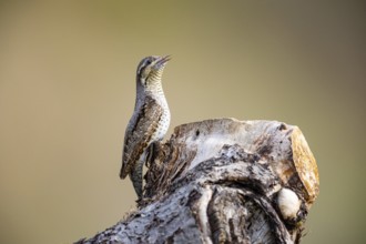 Eurasian wryneck (Jynx torquilla) Germany
