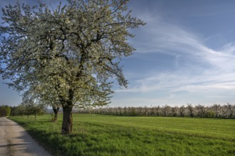 Old flowering cherry tree (Prunus avium), on the right a young, flowering cherry orchard,
