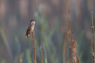 Reed warbler (Locustella luscinioides), Wittlich, RLP, Germany, Europe