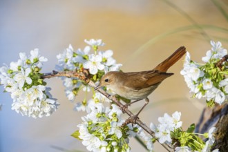 Nightingale (Luscinia megarhynchos) Germany