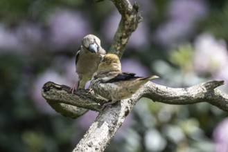 Hawfinch (Coccothraustes coccothraustes), feeding juveniles, Emsland, Lower Saxony, Germany, Europe