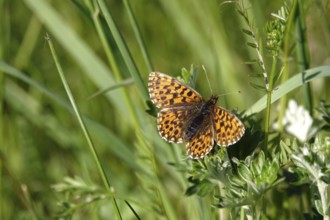 Pearl-bordered moth in a meadow in spring, Germany, Europe