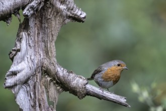 European robin (Erithacus rubecula), Emsland, Lower Saxony, Germany, Europe