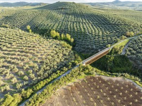 Cycle path Via Verde Del Aceite, old railroad track passes through olive fields, cycle path on