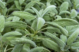 Common sage (Salvia officinalis), South Tyrol, Italy, Europe