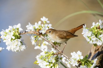 Nightingale (Luscinia megarhynchos) Germany