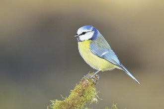 Blue tit (Parus caeruleus), sitting on moss-covered dead wood, Wilnsdorf, North Rhine-Westphalia,
