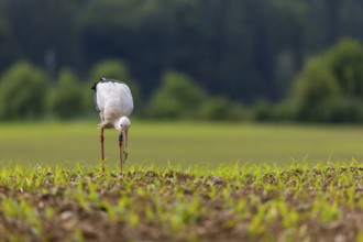 White stork (Ciconia ciconia), farmland, Göggingen, Sigmaringen district, Baden-Württemberg,