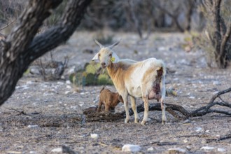 Mother and newborn domesticated goat livestock raised for meat producion on a ranch in Sonora,
