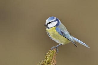 Blue tit (Parus caeruleus), sitting on moss-covered dead wood, Wilnsdorf, North Rhine-Westphalia,
