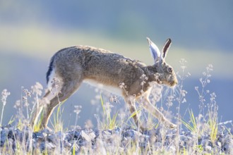 European hare (Lepus europaeus) Germany