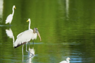 Great white egrets (Ardea alba) and Wood Stork (Mycteria Americana) fishing, Sanibel Island, J.N.