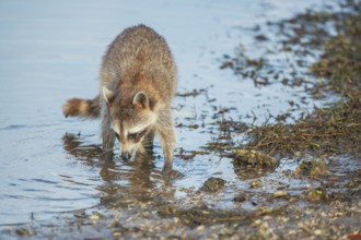 Raccoon (Procyon lotor) looking for food, Sanibel Island, J.N. Ding Darling National Wildlife