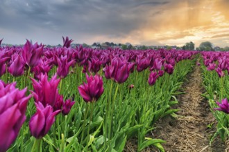 Pink tulips, evening sky, tulip field, Bollenstreek, South Holland, Netherlands