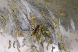 Ichneumon wasp (Pimpla turionellae) attacking larvae of bird-cherry ermine moths (Yponomeuta