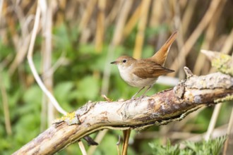 Nightingale (Luscinia megarhynchos) Germany