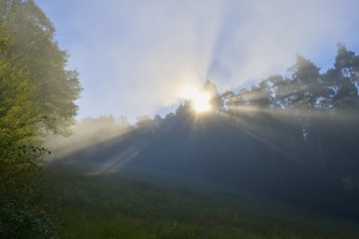 Gentle rays of sunshine penetrate the misty forest in the morning and create a peaceful atmosphere,