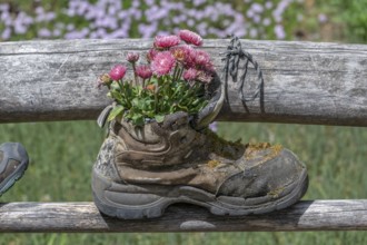 Flowers in a worn mountain shoe, Bavaria, Germany, Europe