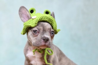 Cute young Lilac Brindle French Bulldog dog puppy with knitted frog hat