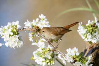 Nightingale (Luscinia megarhynchos) Germany