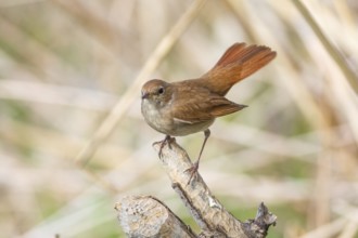 Nightingale (Luscinia megarhynchos) Germany