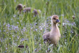 Greylag goose, chick, May, Germany, Europe
