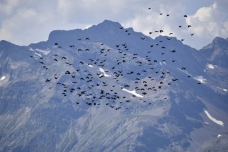 A large flock of alpine choughs (Pyrrhocorax graculus) in flight in front of the mountains of the