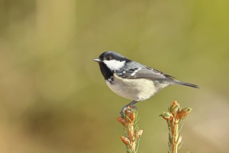 Fir tit (Parus ater), sitting on the top of a young spruce, European spruce (Picea abies),