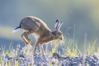 European hare (Lepus europaeus) Germany