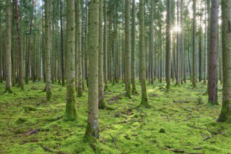 Tranquil coniferous forest in bright green, moss-covered ground, sunrays penetrate the trees, beech