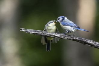 Blue tits (Parus caerulea), feeding young animals, Emsland, Lower Saxony, Germany, Europe