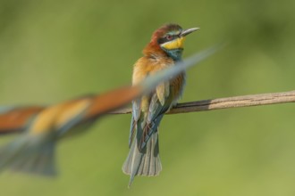 European bee-eater (Merops apiaster) on a branch during the breeding season in spring. Jechtingen,