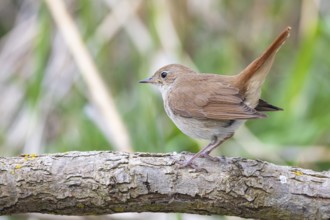 Nightingale (Luscinia megarhynchos) Germany