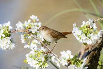Nightingale (Luscinia megarhynchos) Germany