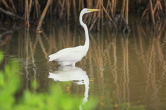 Great white egret (Ardea alba) looking for food, Sanibel Island, J.N. Ding Darling National
