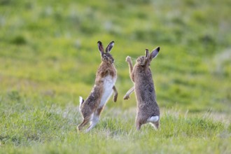 European hare (Lepus europaeus) Mating season Germany