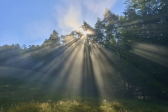 Light emerges dramatically from the trees of a misty forest, illuminating the green grass,