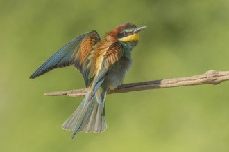 European bee-eater (Merops apiaster) on a branch during the breeding season in spring. Jechtingen,