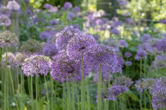 Ornamental leek (Allium sp.), inflorescence, Münsterland, North Rhine-Westphalia, Germany, Europe