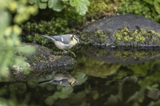Blue tit (Parus caerulea), Emsland, Lower Saxony, Germany, Europe