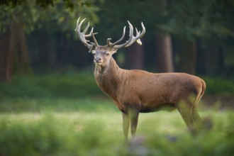 Imposing red deer (Cervus elaphus), looking attentively in a forest, Germany, Europe