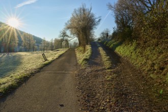 Fork in the road Forked path in the frosty morning light along a row of trees, Kirchzell, Amorbach,