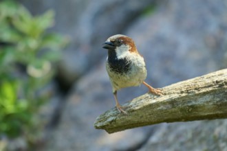 House sparrow (Passer domesticus), sitting on a branch, surrounded by sunlight and natural