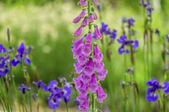 Foxglove (Digitalis purpurea) and Siberian iris, Netherlands