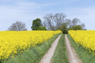 A country lane leads between blossoming rape fields under a clear sky, near Winnenden,