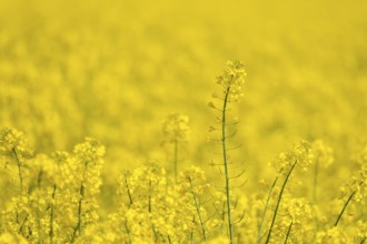 Individual rapeseed flowers stand out against a sea of yellow, Baden-Württemberg, Germany, Europe